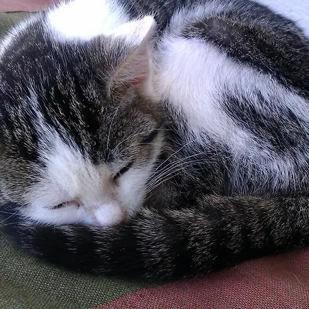 Payrhof Gasthuis Annaberg im Lammertal